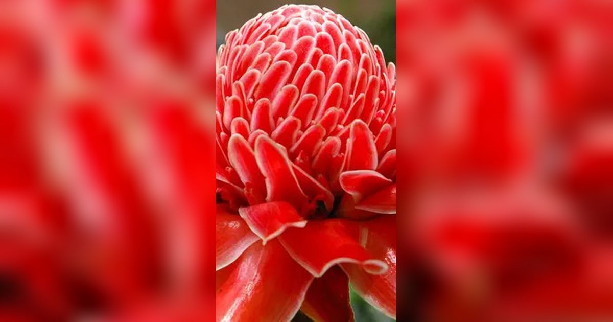 Manfaat Bunga Kecombrang, Mulai dari Kesehatan Hingga Kebutuhan Dapur