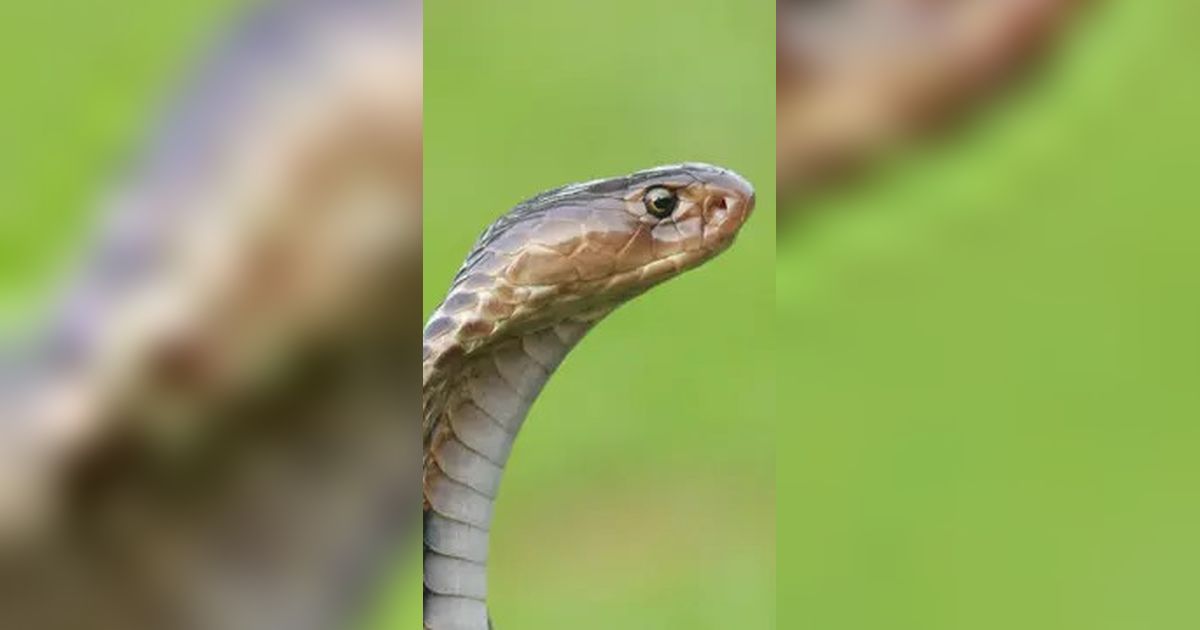 10 Tips Mendesain Halaman Belakang Rumah agar Bebas Ular dan Nyaman untuk Bersantai