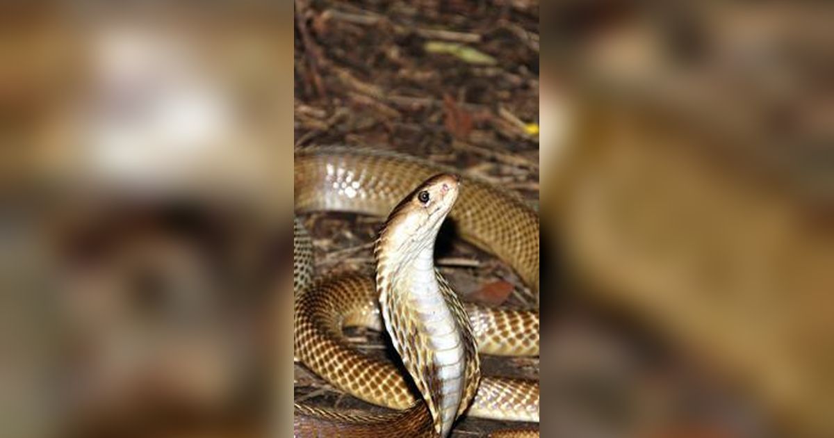 Kenali 8 Jenis Ular yang Kerap Mencari Tempat Bertelur di Rumah saat Musim Hujan 2025