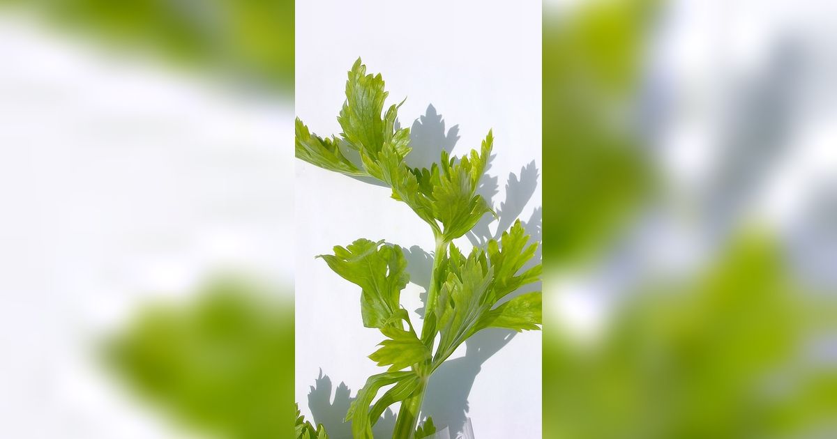 Minim Lahan Bukan Alasan, Ini 8 Tips Sukses Menanam Seledri di Polybag