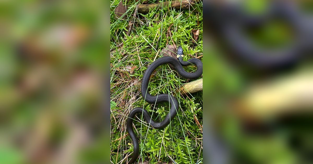 Peran Ular dalam Ekosistem Sawah: 12 Jenis yang Bantu Petani Mengendalikan Tikus
