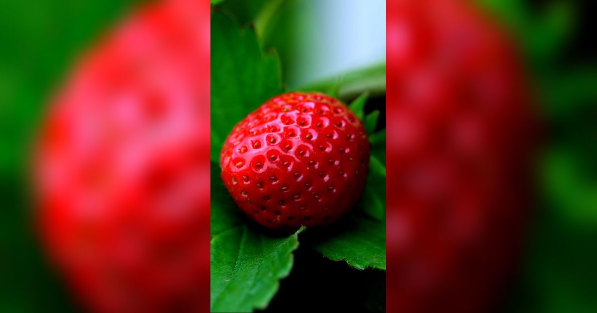 Belajar Menanam Stroberi di Pot: Panduan Mudah untuk Pemula