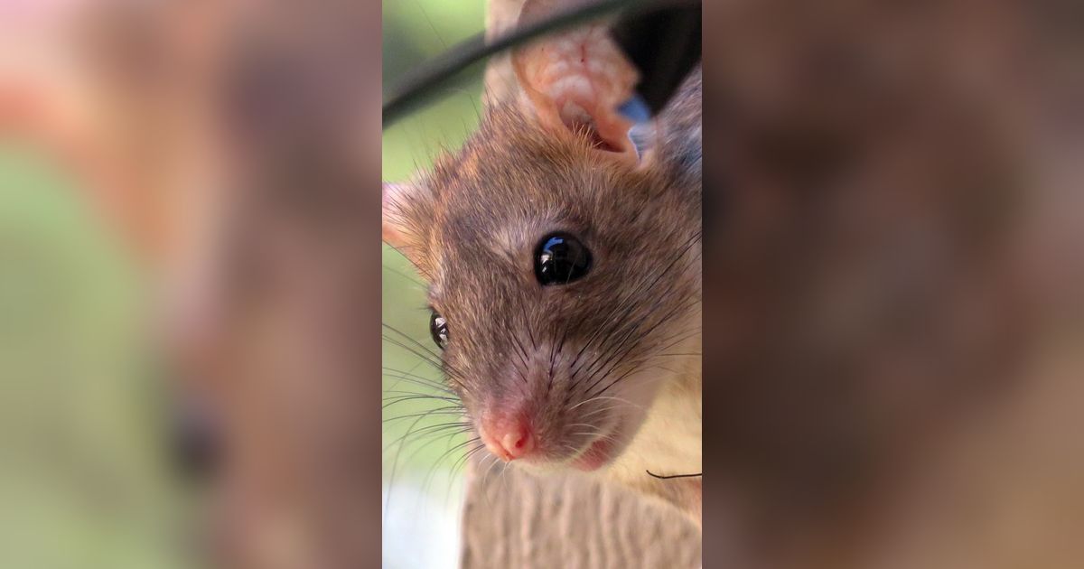 5 Ciri-Ciri Rumah yang Mudah Dimasuki Tikus dan Cara Mencegahnya Secara Efektif