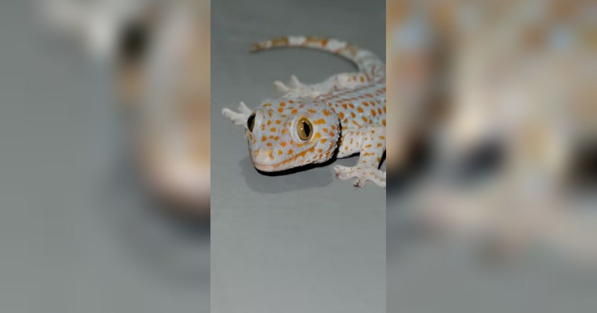 7 Penyebab Cicak Sering Muncul di Kamar Mandi, Pahami untuk Mencegah dan Menanganinya