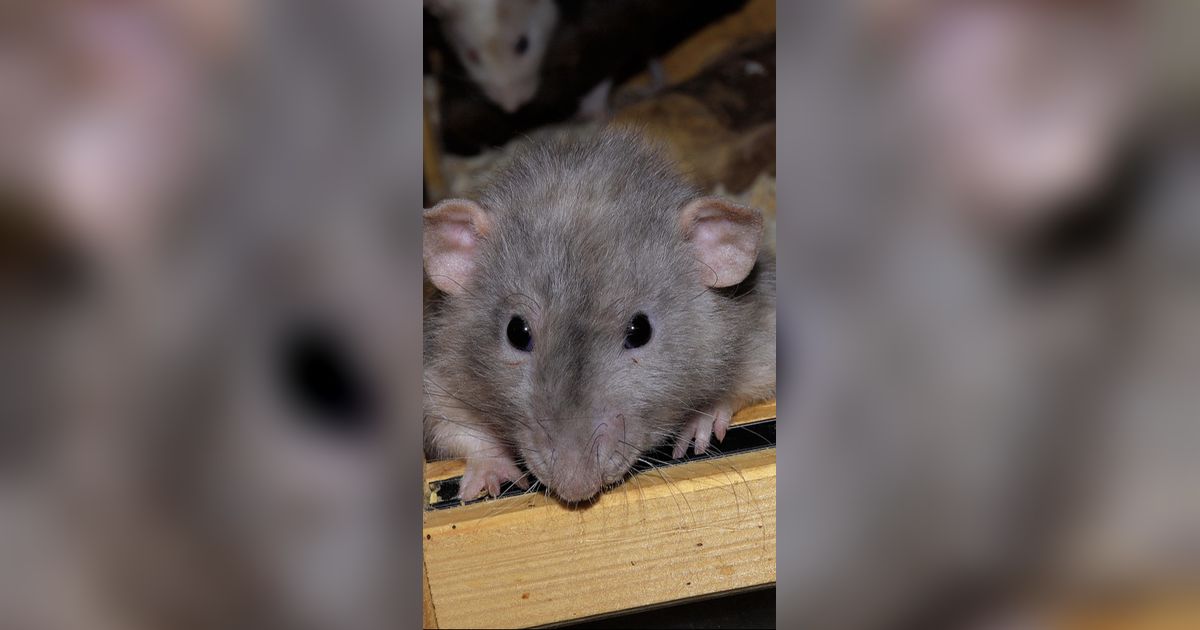 5 Metode Aman Usir Tikus dari Plafon Tanpa Racun, Bikin Rumah Tetap Aman dan Bersih