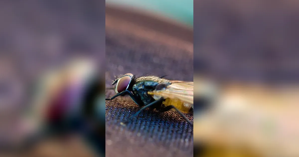 Penyebab Hadirnya Lalat di Tempat Usaha, Ketahui Cara Mengatasinya agar Bisnis Tetap Aman