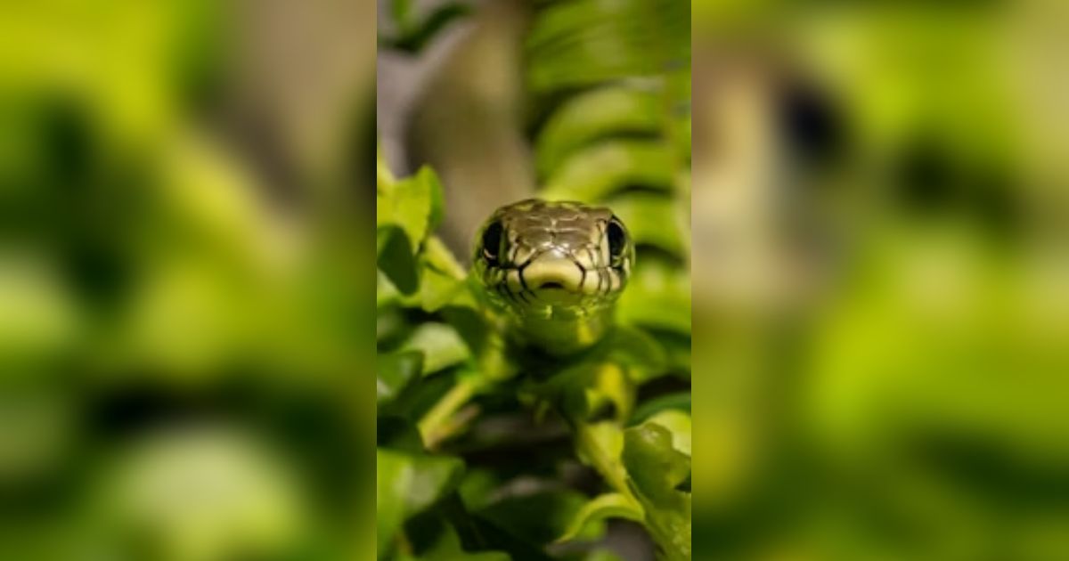 8 Jenis Ular yang Bisa Masuk Melalui Celah Pintu Rumah, Ketahui untuk Penanganan Terbaik