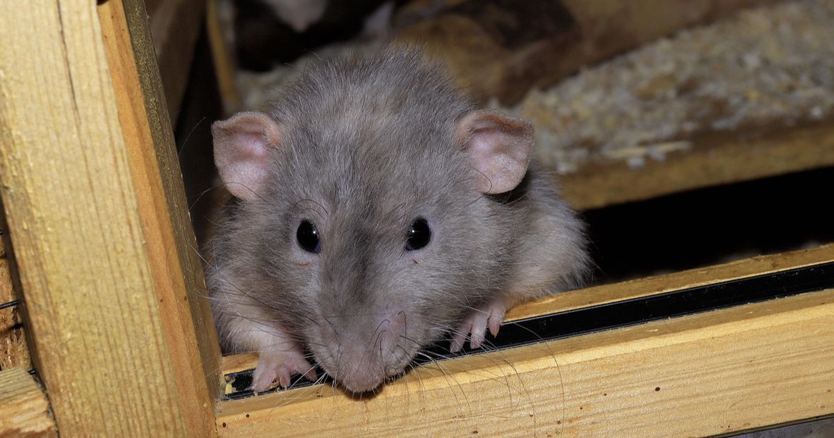 5 Cara Efektif Mengusir Tikus di Plafon Rumah Secara Aman dan Mudah