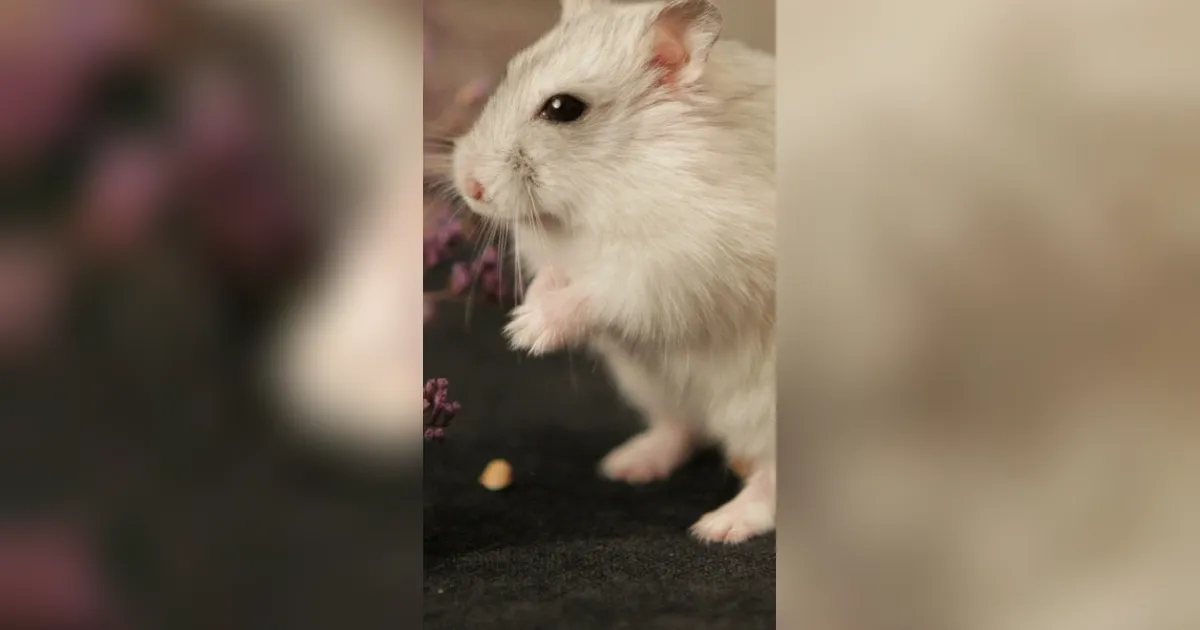 Stok Bahan Makanan Tiba-tiba Habis? Waspadai 7 Bahan Dapur yang Disukai Tikus