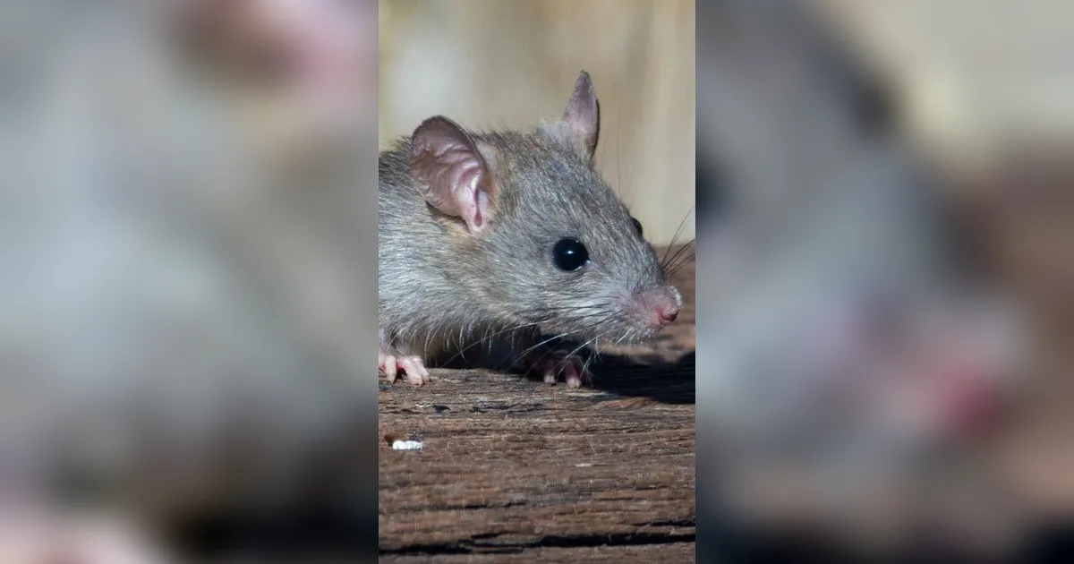 Ciri-Ciri Rumah yang Menjadi Sarang Tikus dan Pemicu Datangnya Ular, Perbaiki Segera demi Keamanan