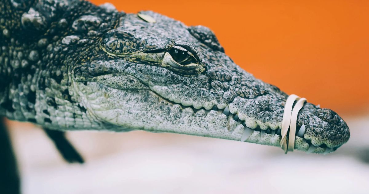 Bukan Biawak, tapi Buaya Jadi Penghuni Selokan ini