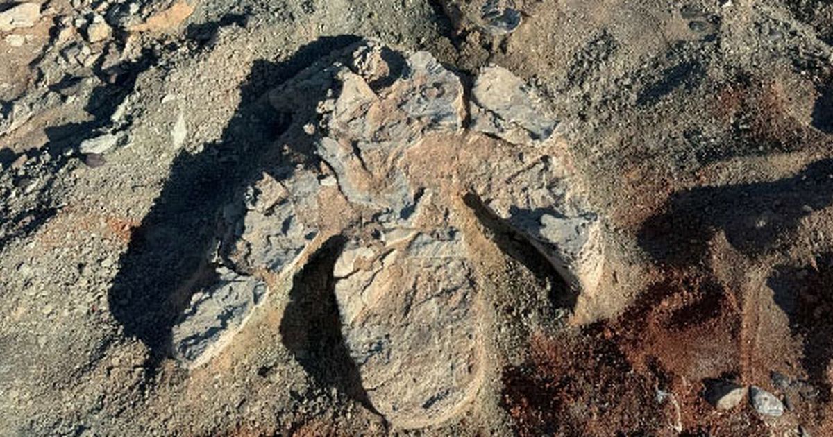 Ilmuwan Temukan Jejak Kaki Dinosaurus Berusia 70 Juta Tahun, Hidup, Ukurannya Hampir 1 Meter