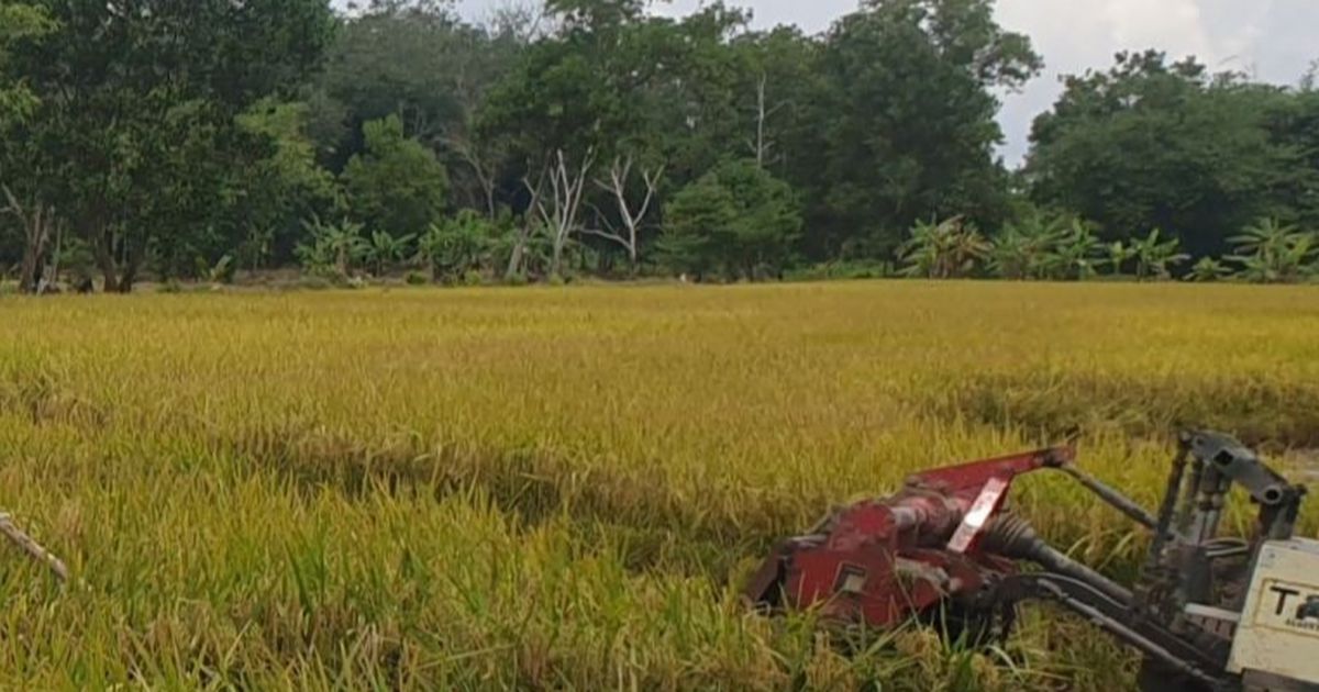 Pemerintah Tetapkan 2,75 Juta Ha Lahan Sawah Dilindungi di 12 Provinsi