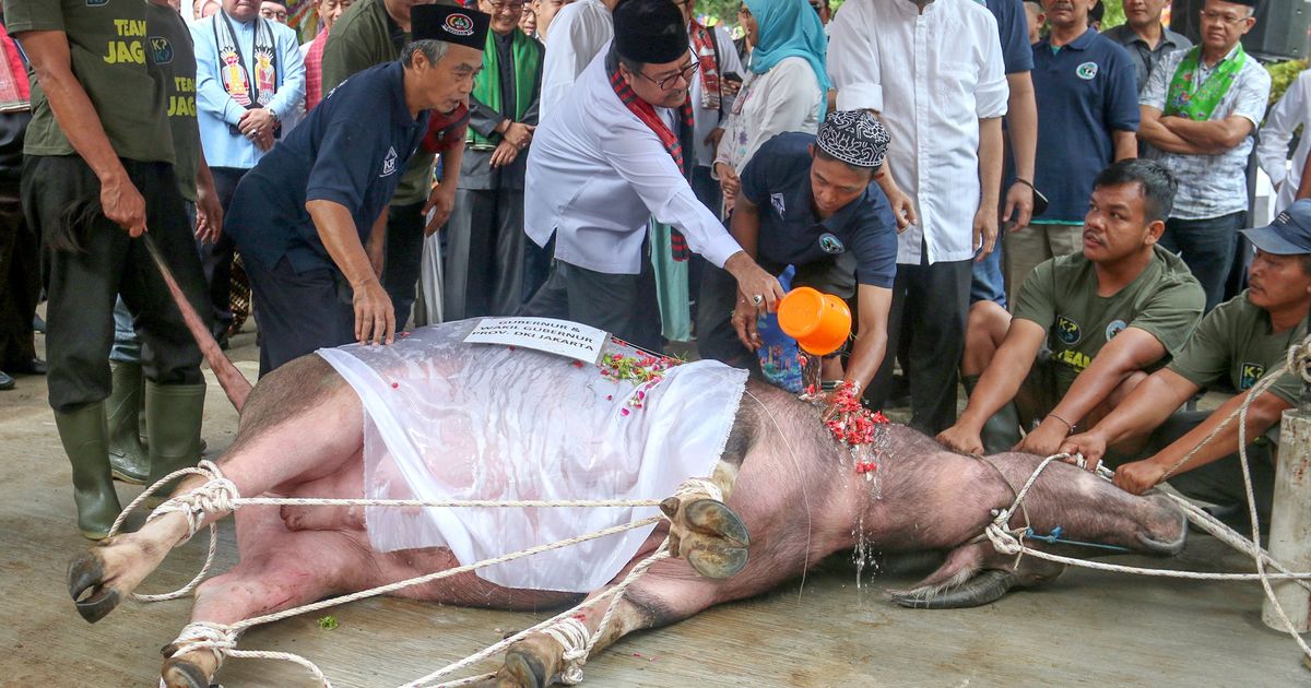 FOTO: Menghidupkan kembali Tradisi Andilan Potong Kebo jelang Lebaran  di Jakarta