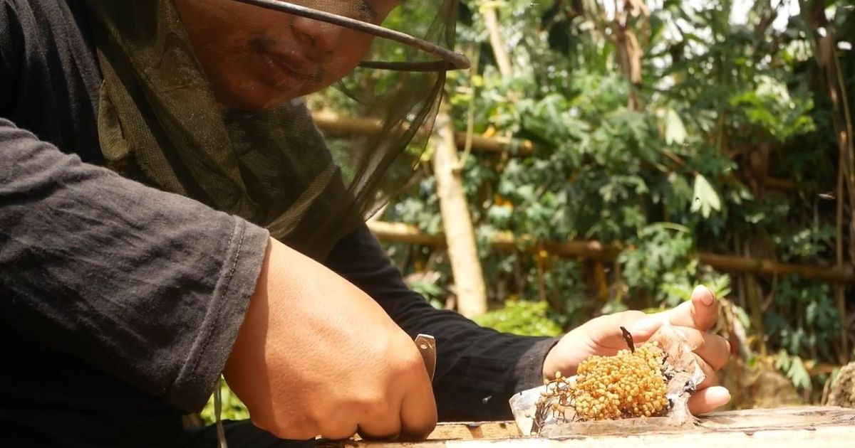 Bikin Petani di Lumajang Banjir Orderan Salama Ramadan, Ternyata Ini Khasiat Madu Klanceng