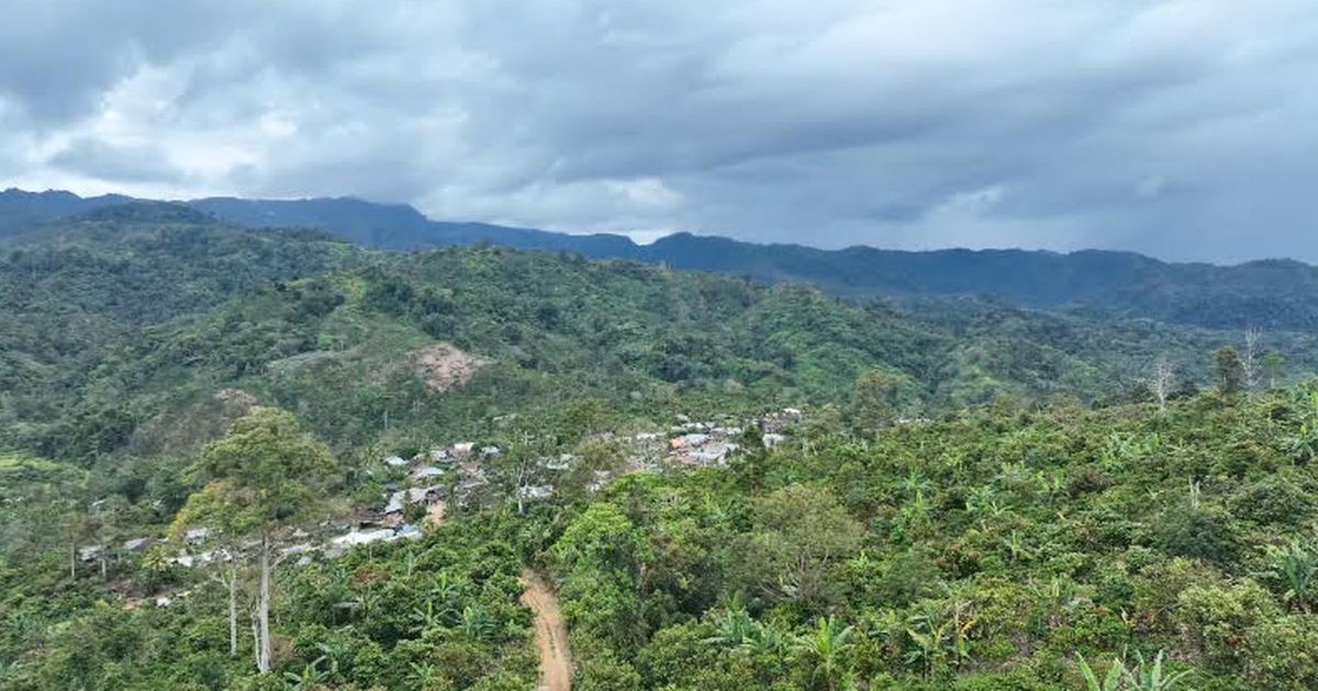 Hutan Hujan Tropis Diakui UNESCO, Kini Kondisinya Nyaris Habis di Tangan Perambah