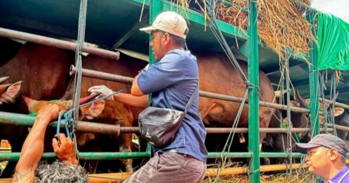 Terbanyak dari Sebelumnya, Sumbar dapat 20 Ekor Sapi Kurban dari Prabowo, Tiap Daerah Dibagikan Satu