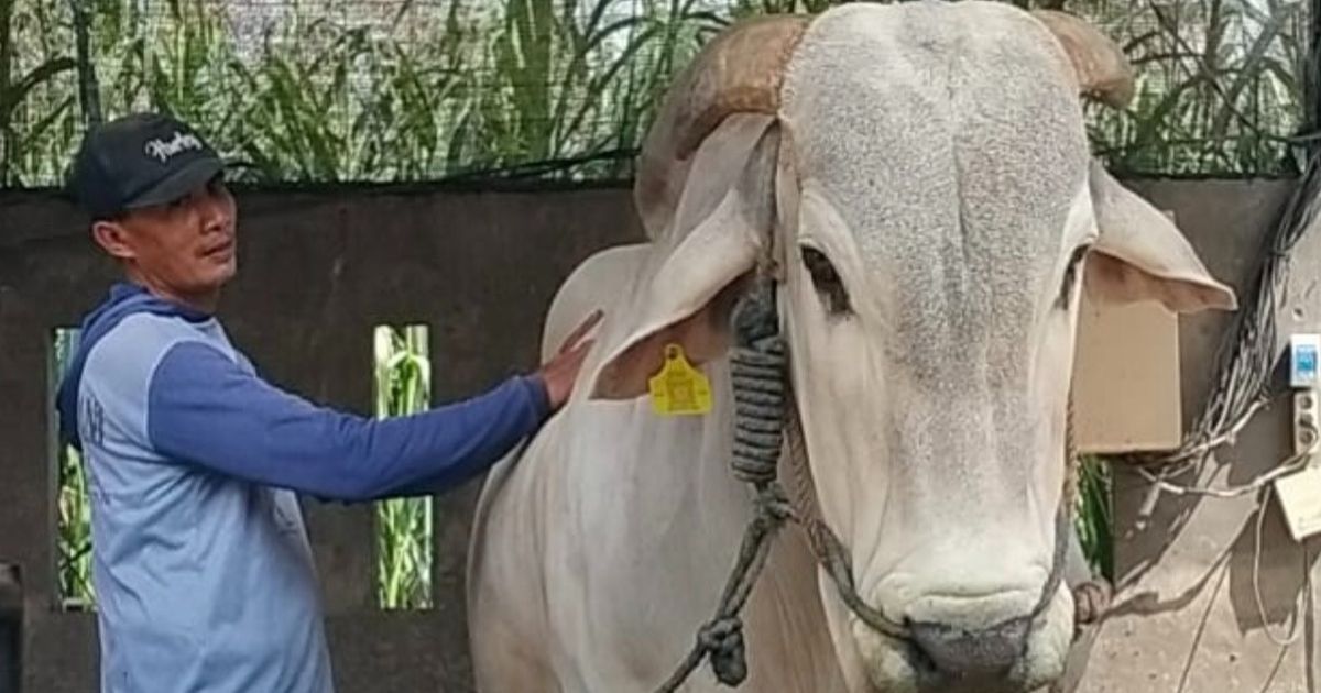 Kurban Iduladha,Presiden Prabowo Beli Sapi 893 Kg dari Kediri