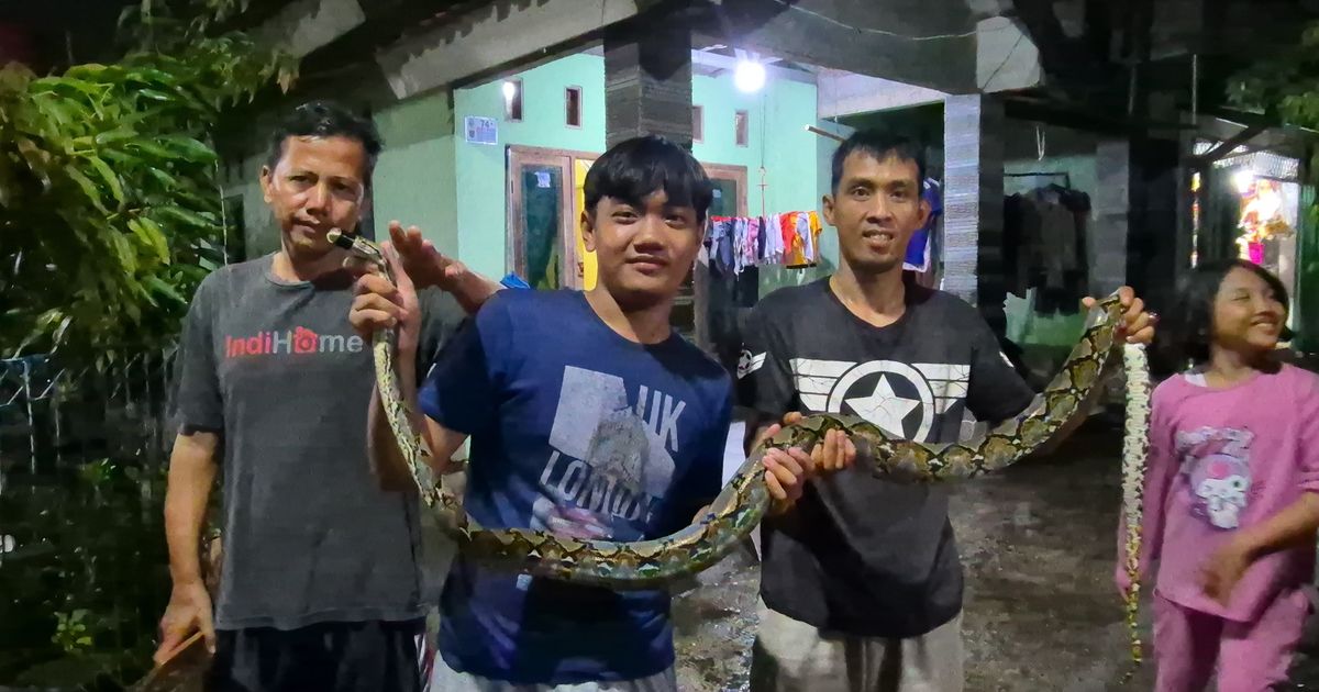 Ular Sanca Muncul Saat Hujan Deras, Berkeliaran di Permukiman Depok