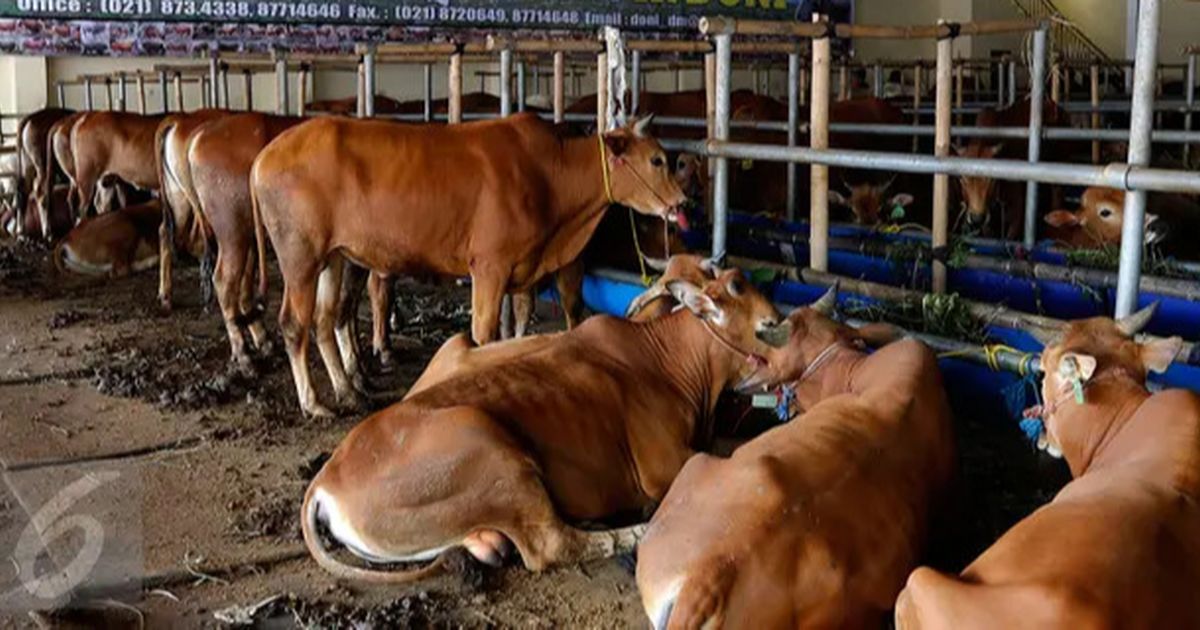 Pria Lulusan SD Nekat Jadi Peternak Sapi, Tak Disangka Raup Untung Rp1 Miliar per Bulan