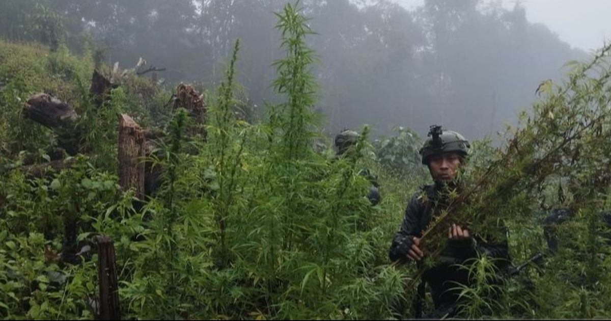 Mulai Riset Ganja untuk Medis, BNN Tegaskan Tidak Semua Orang Bebas Pakai