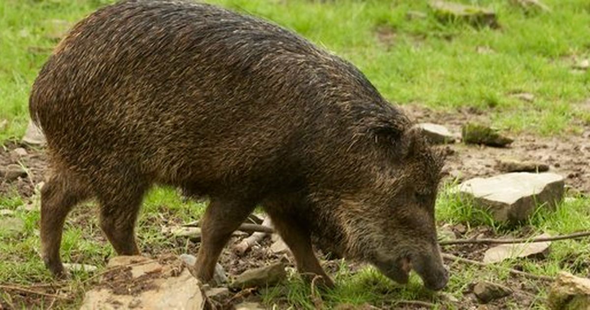 Modus Penyelundupan 2,9 Ton Daging Babi Hutan Asal Lampung tujuan Kalteng Jelang Iduladha