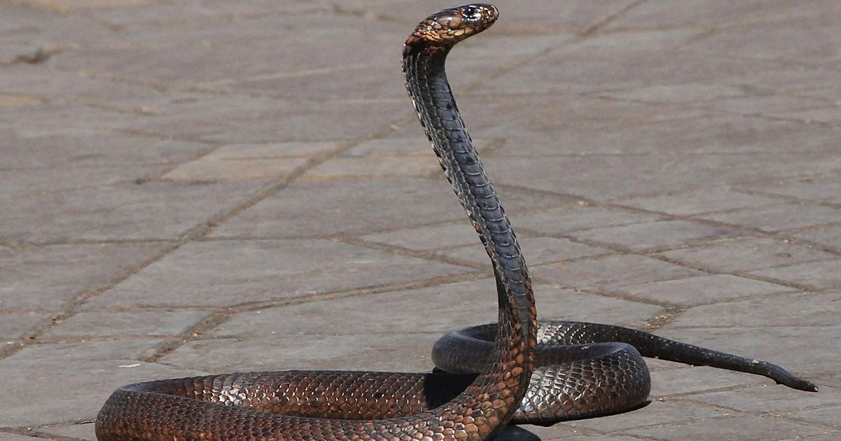 Tanpa Harus Dibunuh, Ini 10 Cara Mengusir Ular dari Rumah Secara Efektif dan Aman