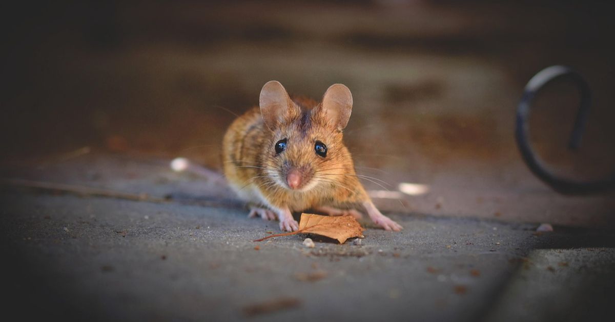 9 Cara Mencegah Tikus Masuk Rumah yang Aman untuk Anak dan Hewan Peliharaan, Efektif Dilakukan