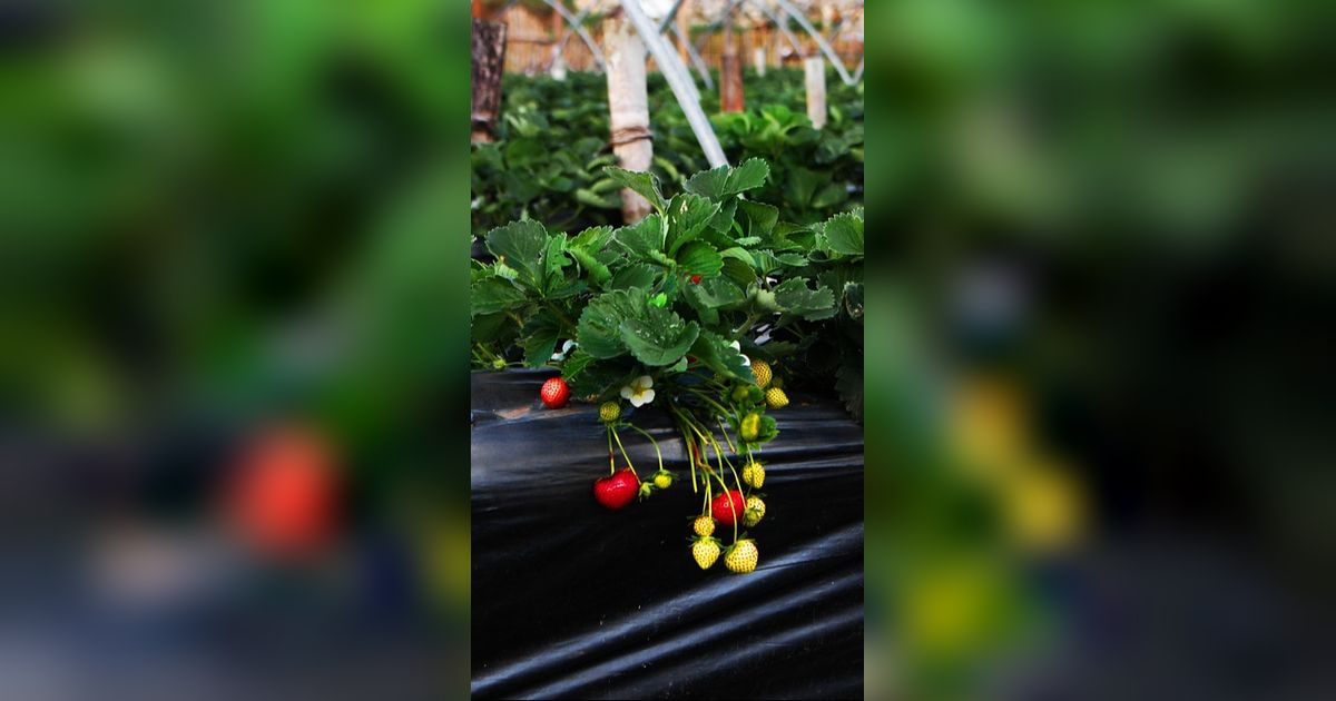 7 Pilihan Tanaman dari Sukulen sampai Strawberry untuk Halaman Rumah Cantik & Produktif