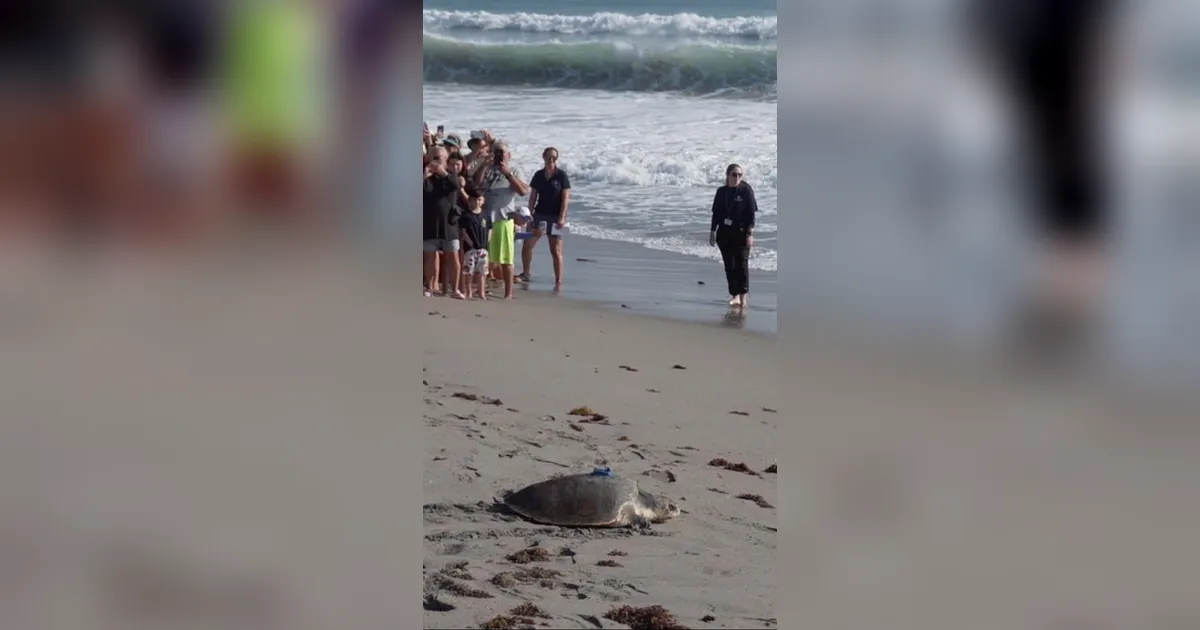 FOTO: Perjuangan Amelie Penyu langka Cacat Kembali Ke Laut Lepas dengan Alat Pelacak Satelit