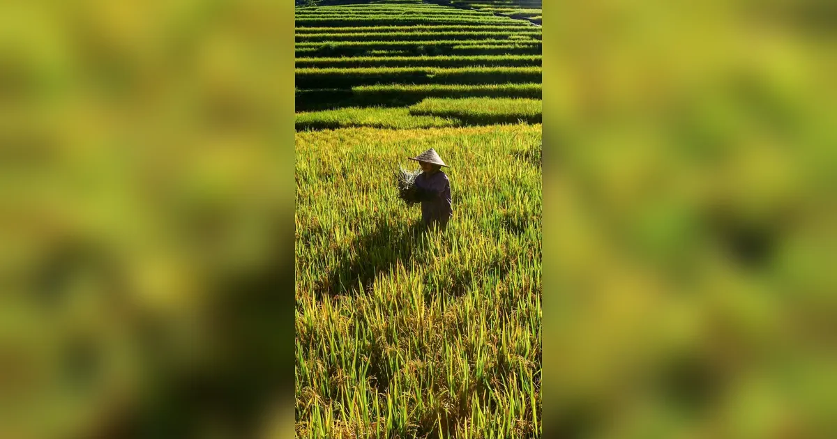 FOTO: Panen Padi di Terasering Cisalada