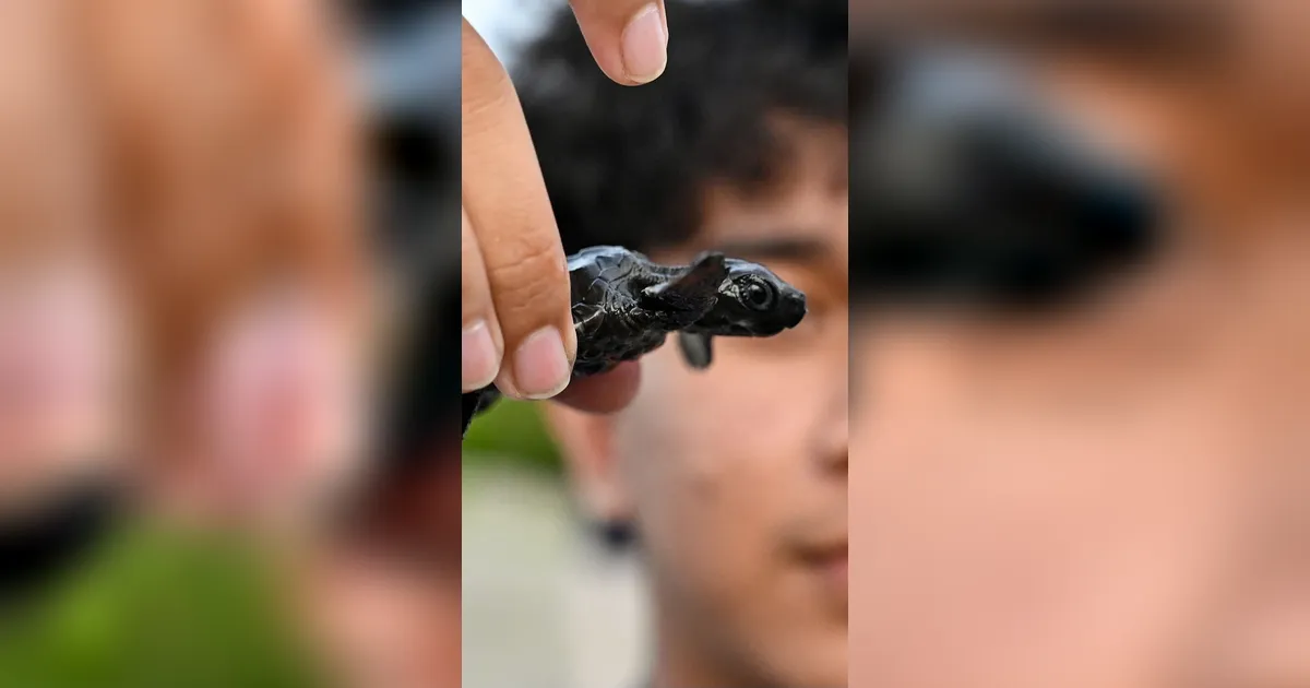 FOTO: Puluhan Tukik Lekang Dilepas di Pantai Alue Naga Banda Aceh