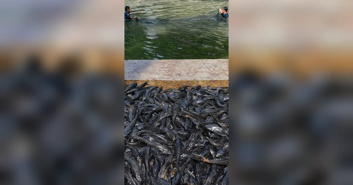 FOTO: Operasi  Penangkapan  Ikan Sapu Sapu di Setu Babakan Capai Lebih dari Tiga Ton