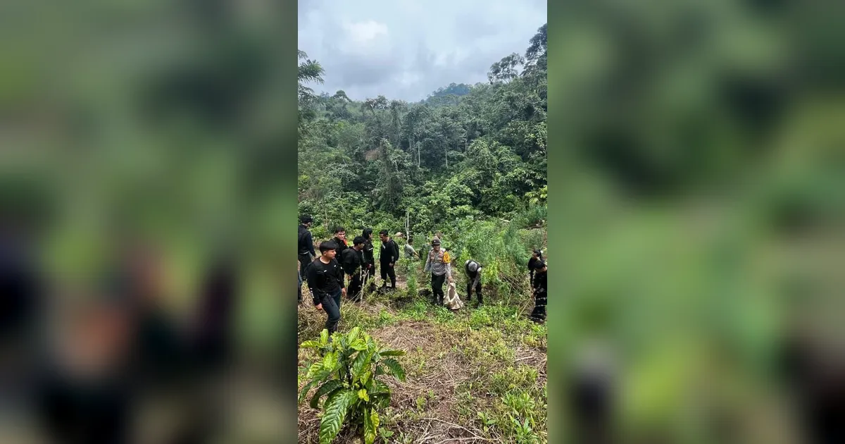 Polda Sumsel Bongkar Ladang Ganja 20 Hektare di Empat Lawang, 220 Kg Disita dan Bandar Utama Ditangkap