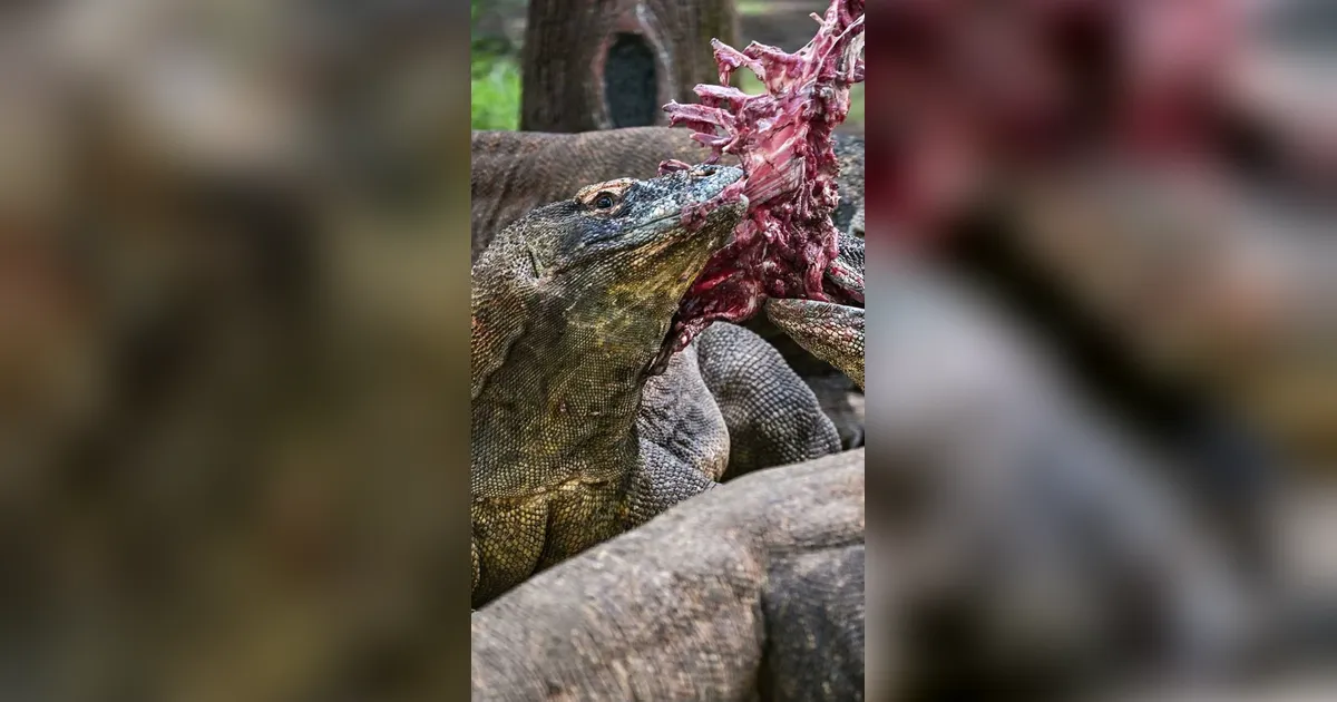 FOTO: KBS Pinjamkan Komodo Selama 5 Tahun untuk Program Konservasi Jepang