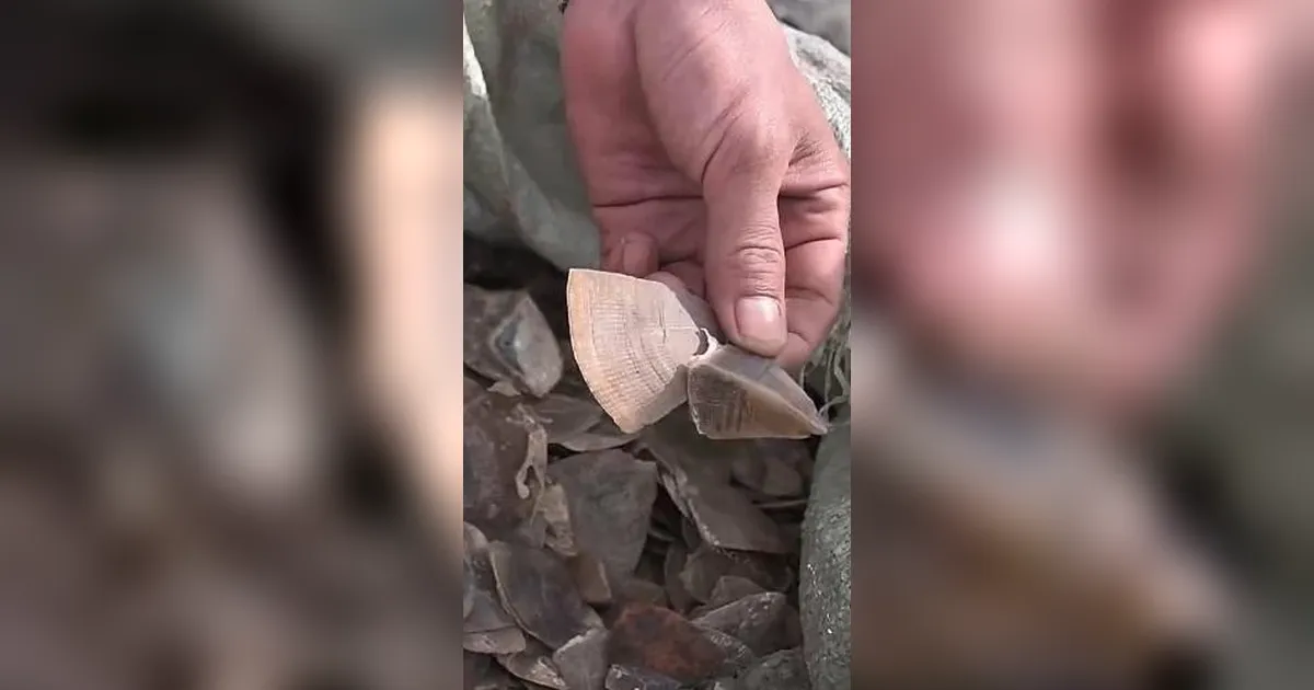 FOTO: TNI AL Gagalkan Penyelundupan Sisik Trenggiling di Perairan Banten