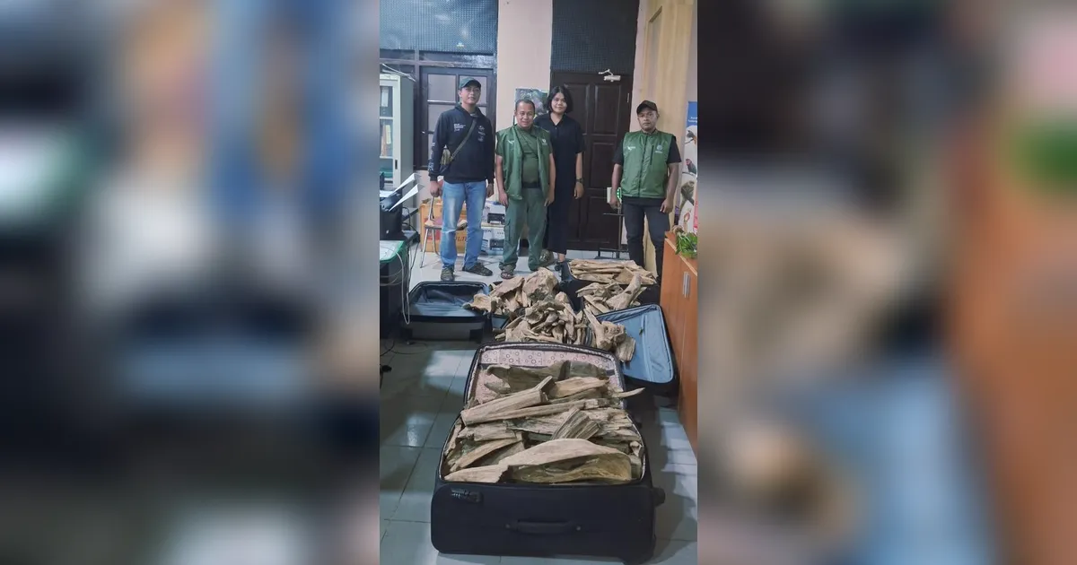 FOTO: TNI AL Gagalkan Penyelundupan Satwa Dilindungi dan Gaharu di Sorong