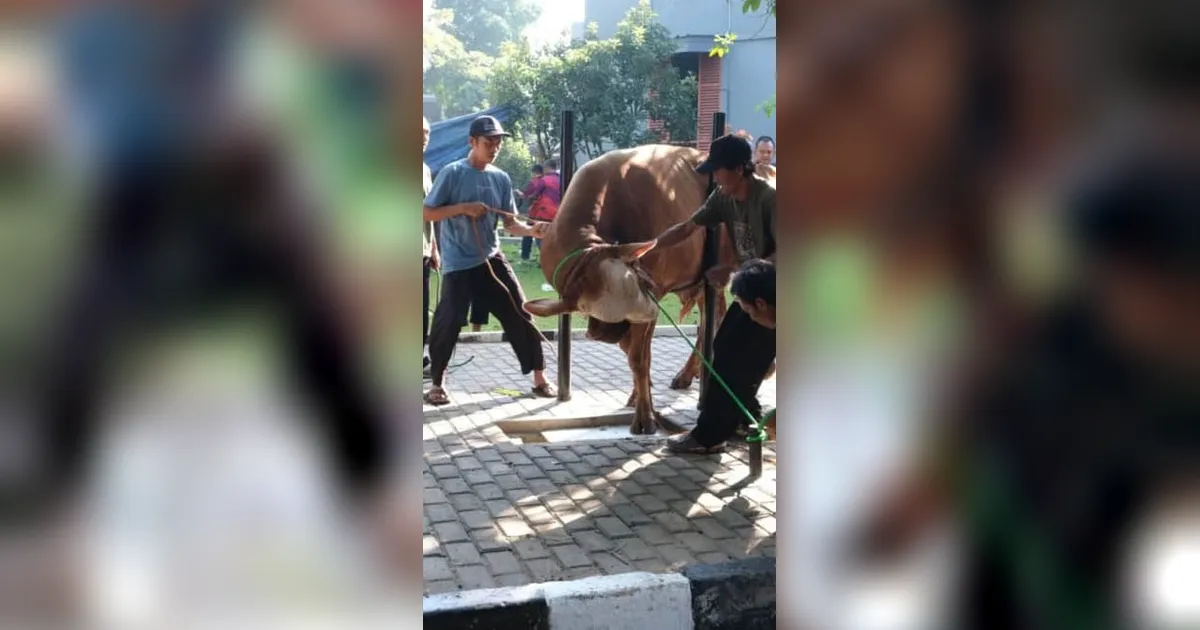 FOTO: Koopsudnas Salurkan Semangat Berkurban Lewat 27 Hewan Kurban