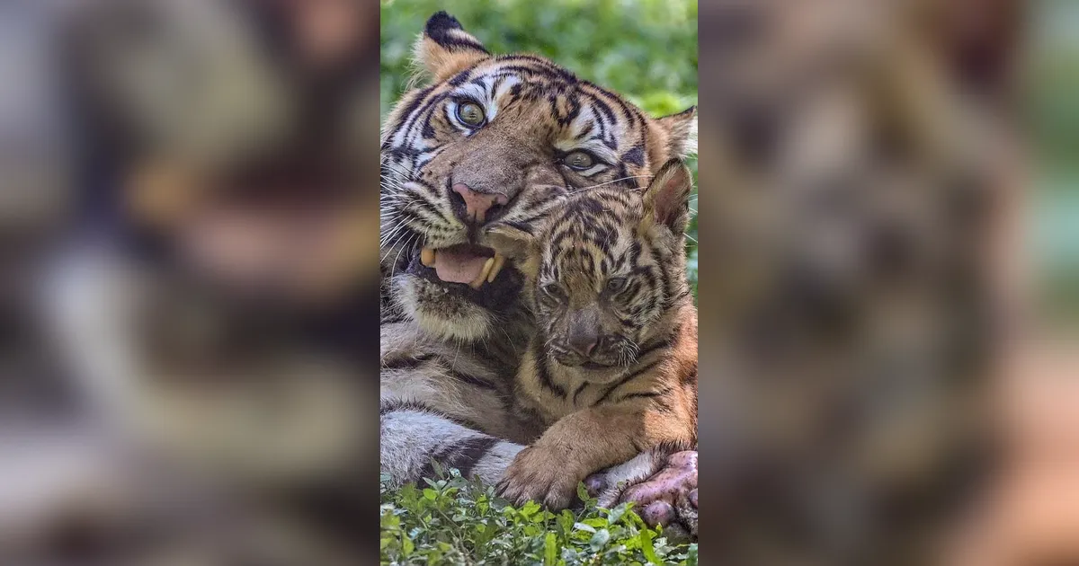FOTO: Tingkah Menggemaskan Empat Anak Harimau Sumatra di Taman Safari Prigen