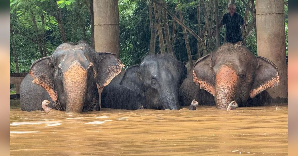 FOTO: Kasihan, Gajah-Gajah di Thailand Terjebak Banjir Parah