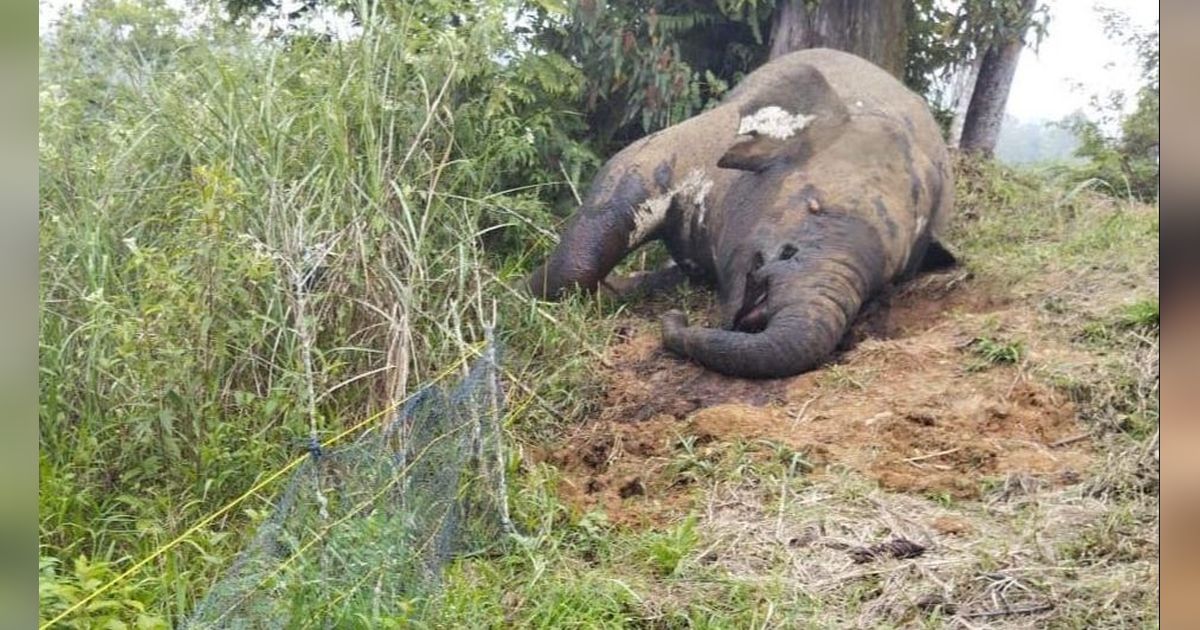 Gajah Sumatera Mati di Aceh Utara, Gadingnya Hilang