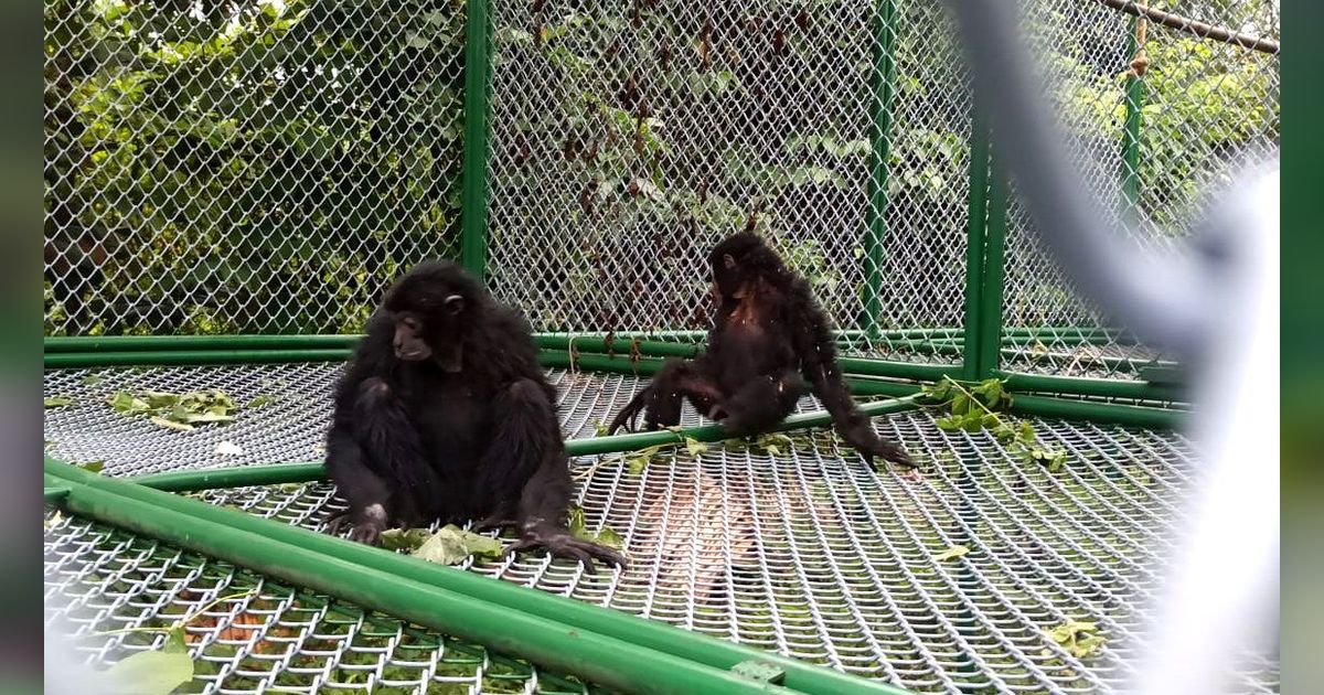 Tragis 2 Siamang Kurus Kering Akibat Dipelihara Warga, BKSDA Sumsel Turun Tangan Evakuasi