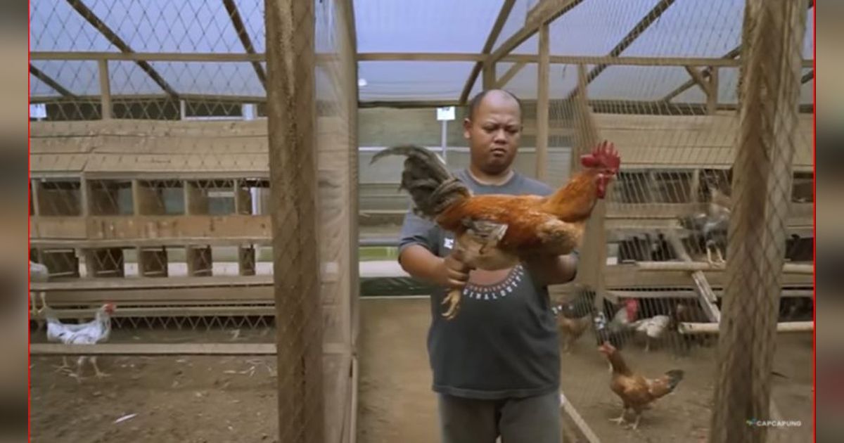 Pria Sleman Ini Sukses Ternak Ayam KUB, Ini Kisah Inspiratif di Baliknya