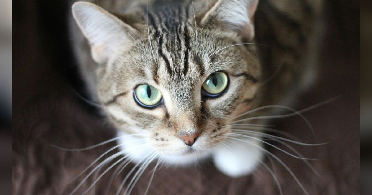 10 Makanan Kucing Menyusui Buatan Sendiri, Berkualitas dan Kaya Nutrisi