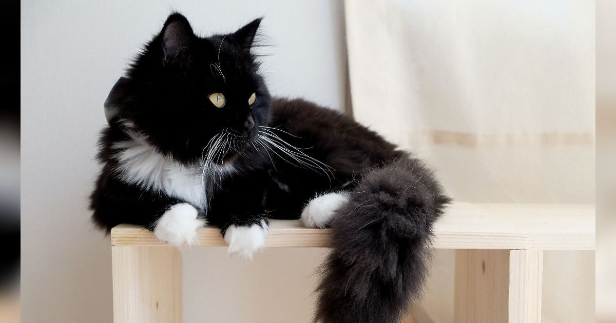12 Cara Melebatkan Bulu Kucing dengan Alami, Lakukan Hal Ini