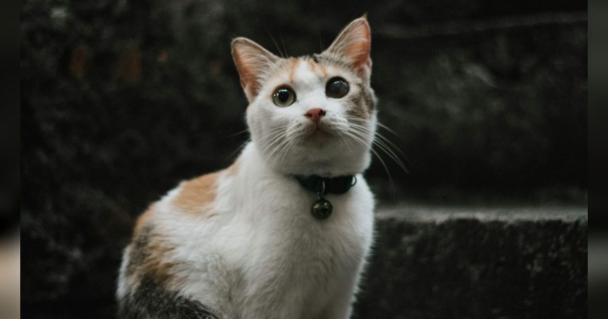 7 Makanan Penggemuk Kucing Buatan Sendiri, Penuh Manfaat dan Kaya Nutrisi