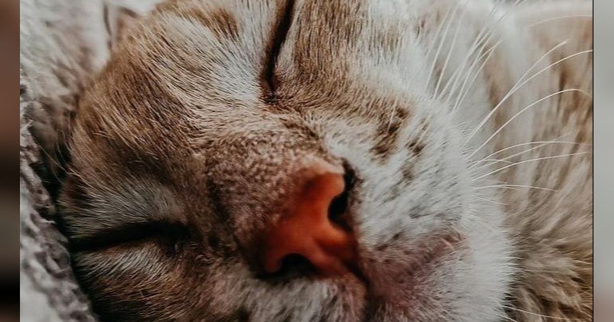 Makanan Kucing Umur 2 Bulan, Ketahui Aturan Pemberian Makannya