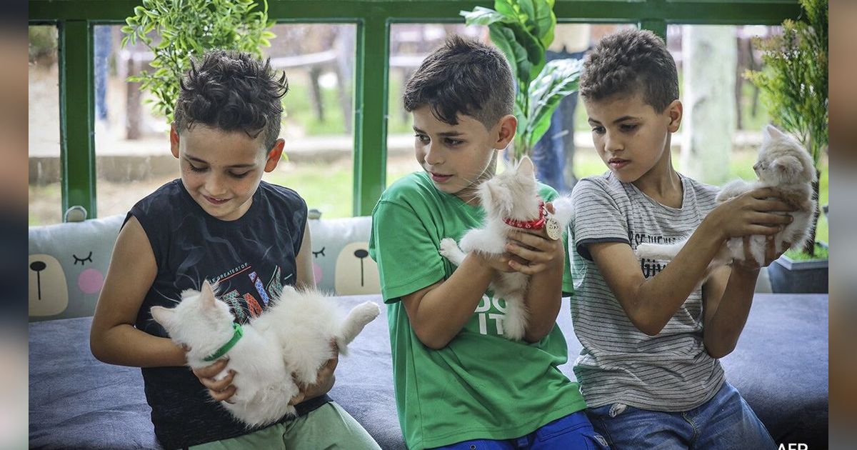 VIDEO Bocah Gaza Beri Makan Kucing Kelaparan Padahal Dirinya Sendiri Tidak Punya Makanan