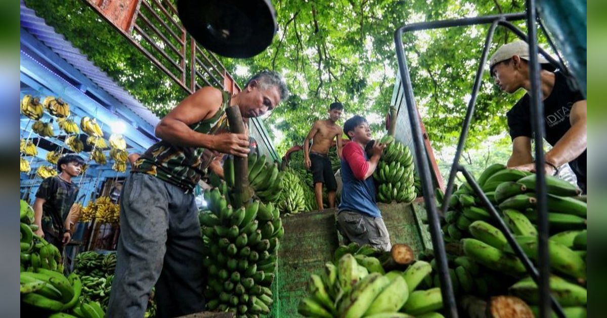 FOTO: Kebutuhan Pisang Meningkat sampai Tiga Kali Lipat di Bulan Ramadan