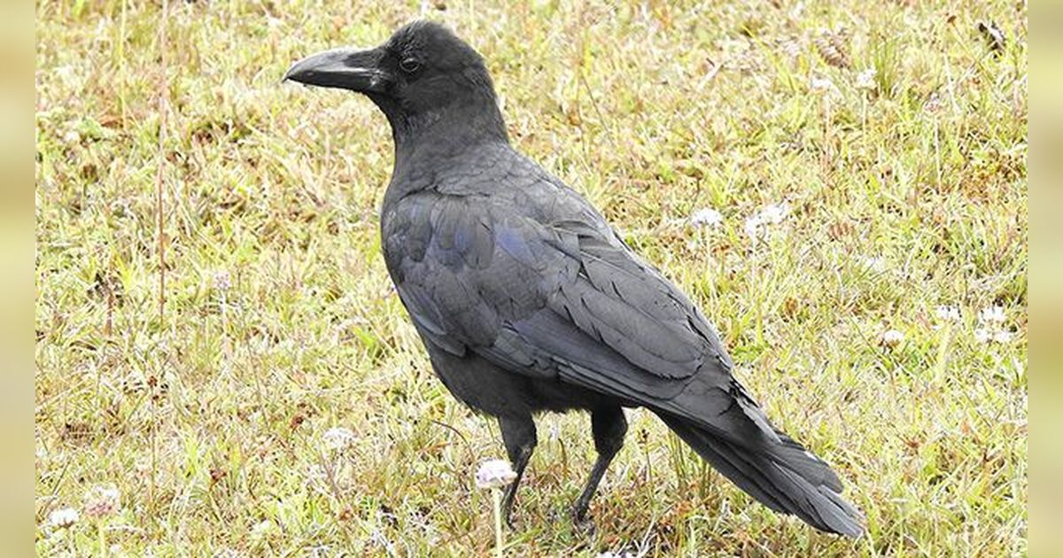 Fakta Menarik tentang Anak Burung Gagak, Warna Matanya Bisa Berubah